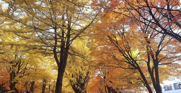 Hokudai, un endroit où l’on peut profiter de l’automne à Sapporo